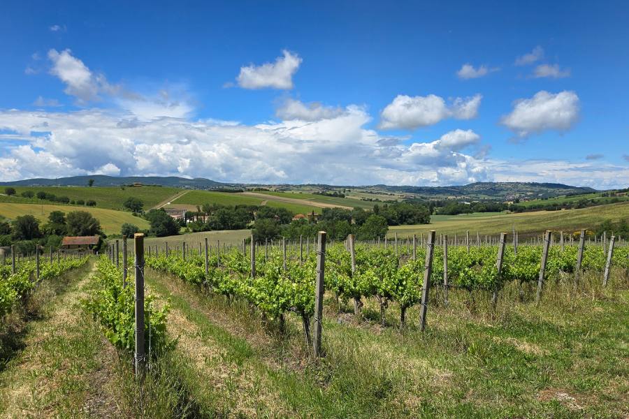Large Vineyard and a blue sky