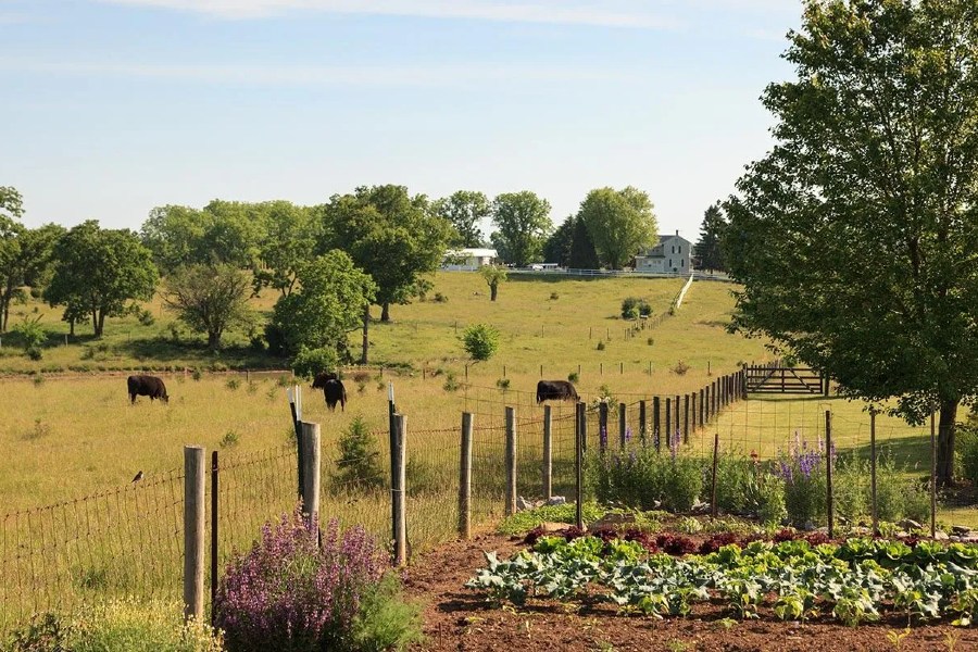 cows and farm with Virginia B&B in background