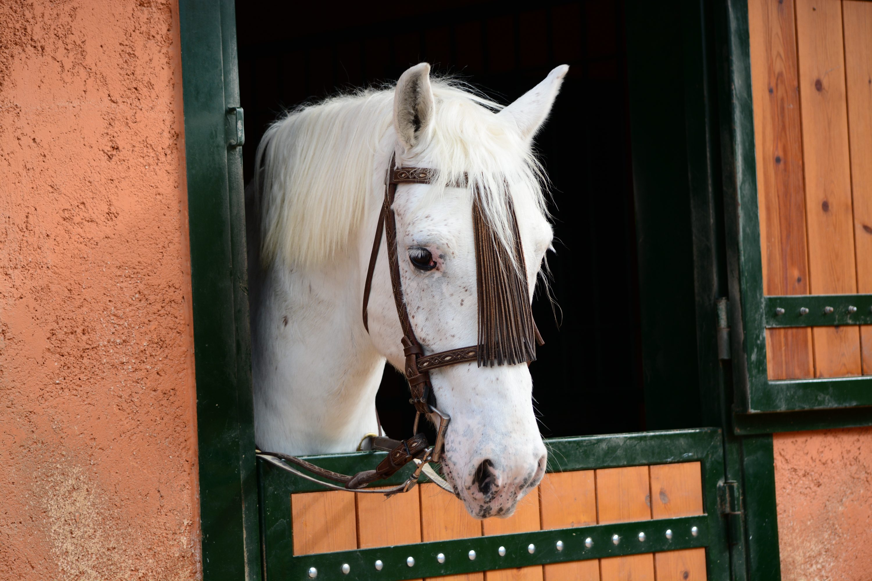 Horse Show in Virginia