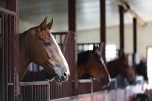 Shenandoah Valley guests love enjoying local horse events.