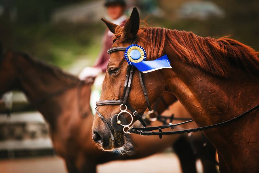 Horse with blue ribbon on its bridle
